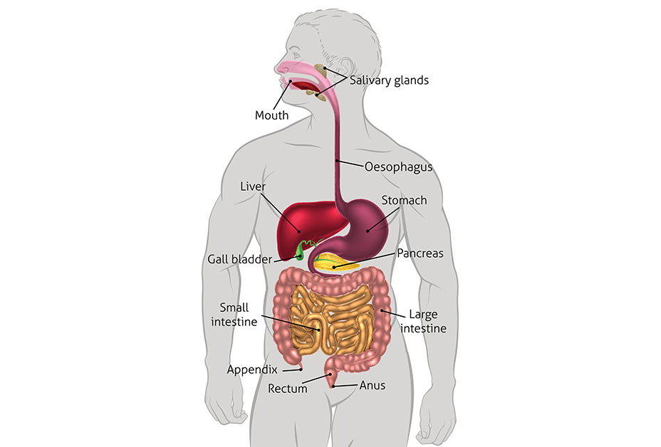 Digestive system